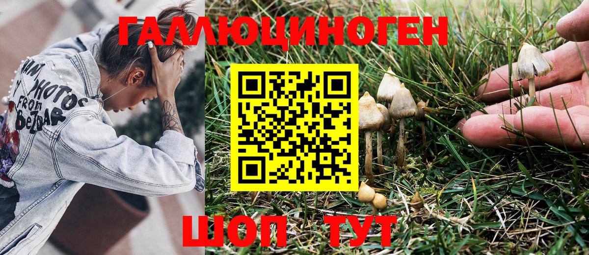 Псилоцибиновые грибы GOLDEN TEACHER Нефтекумск